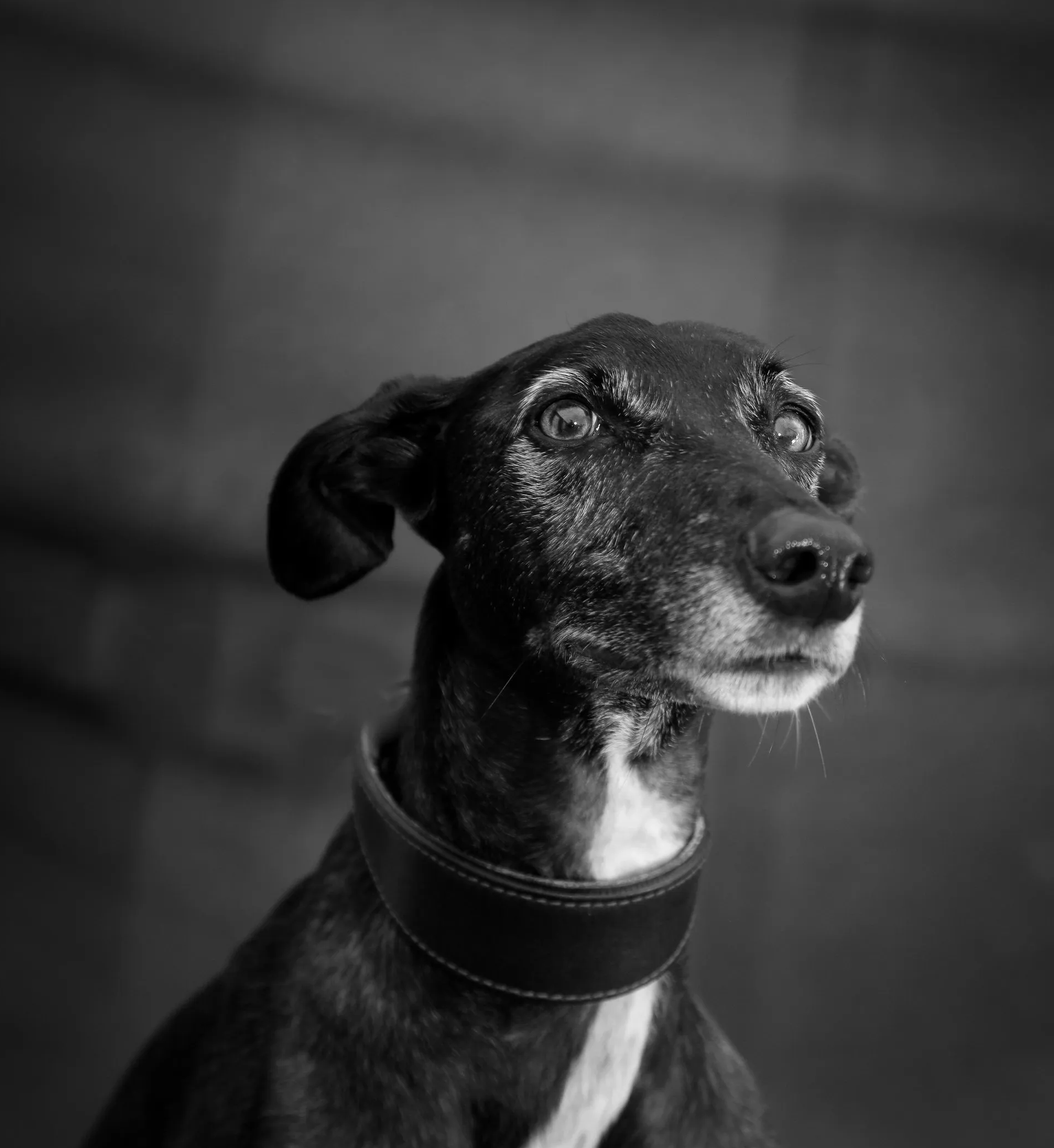 lurcher looking sideways at the camera on his professional photo shoot in darlington