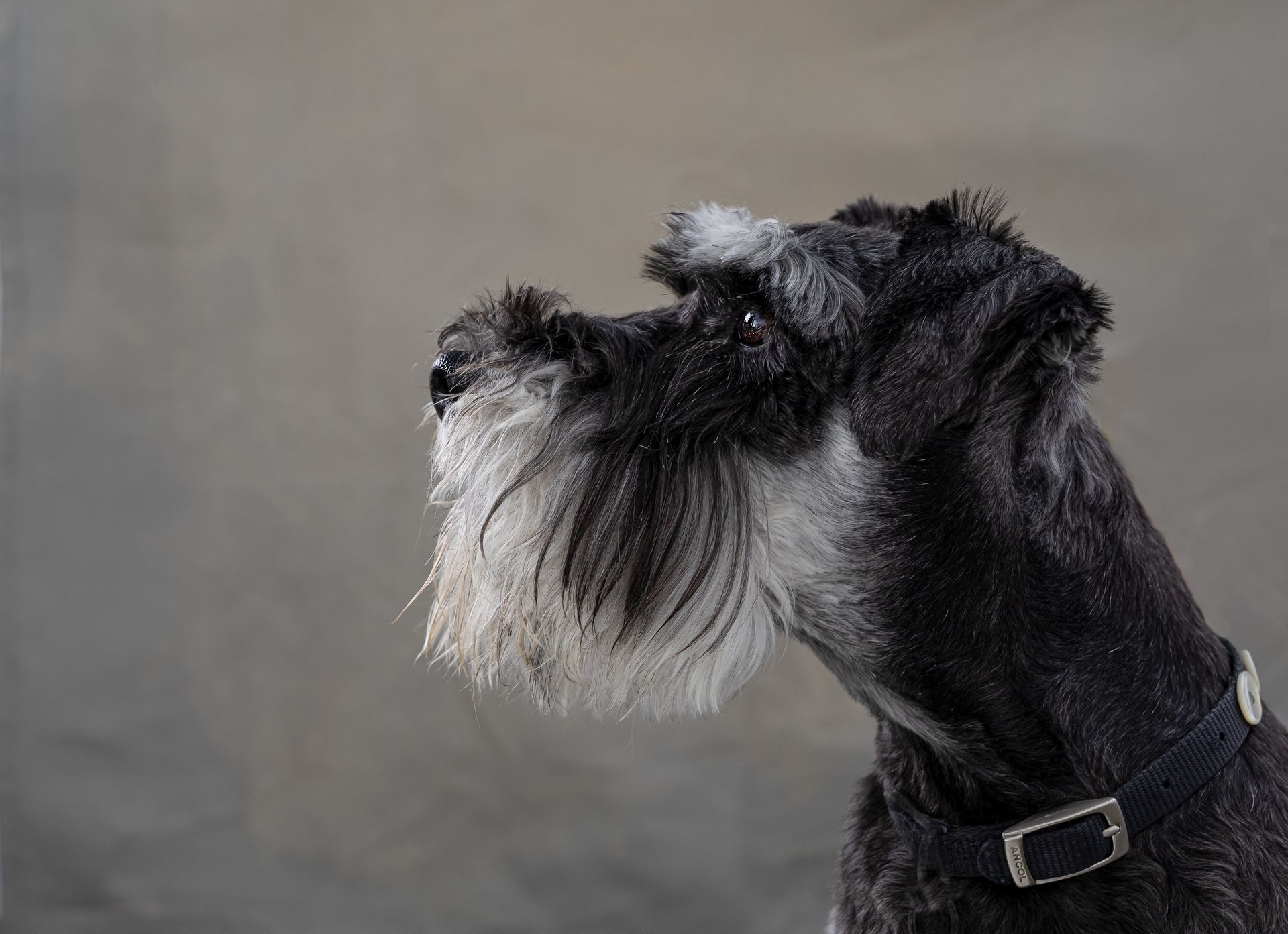 profile portrait of a schnauzer in the style of a old masters photograph by kate mitford