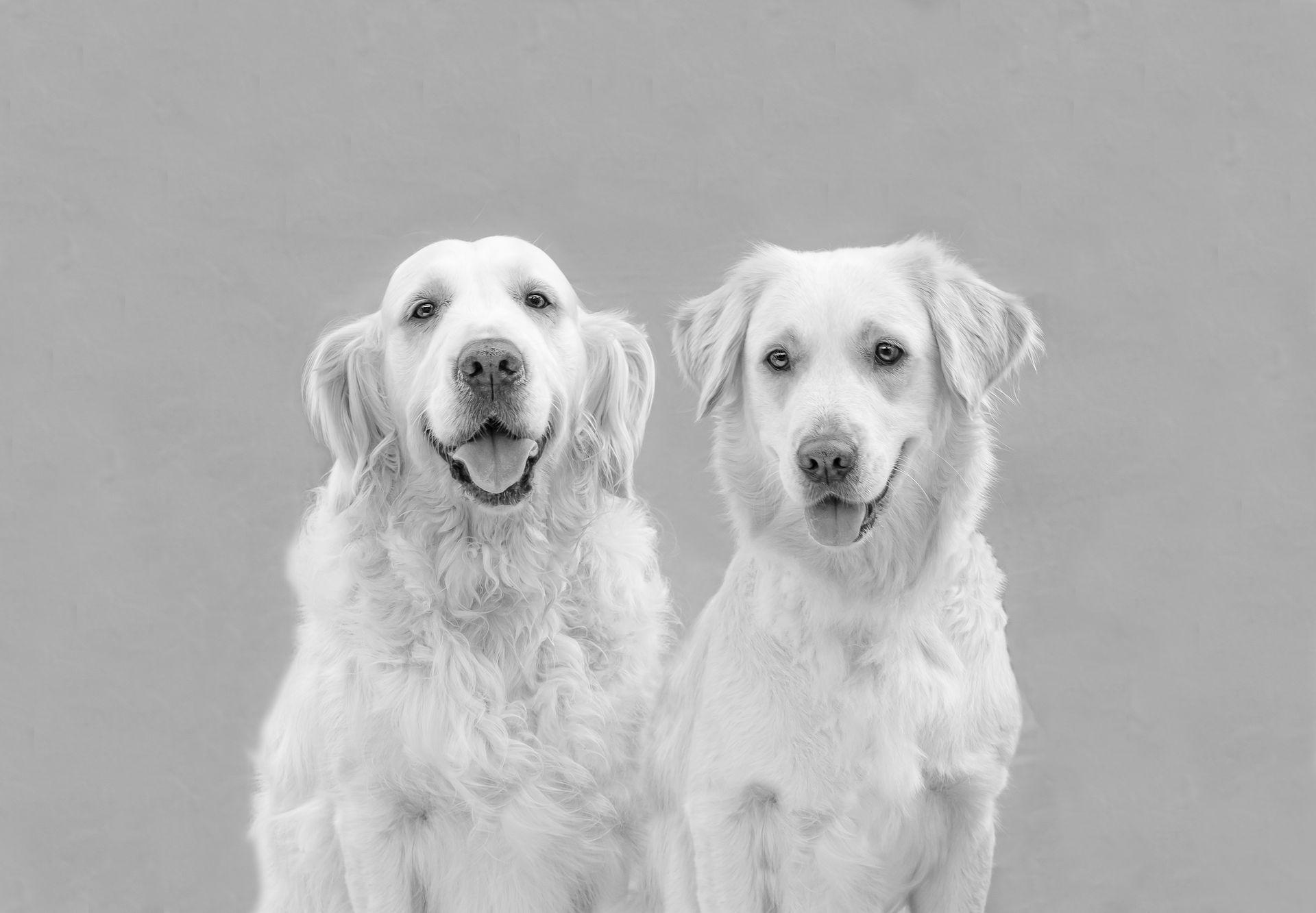 2 golden retrievers smiling at the camera with mitford photography