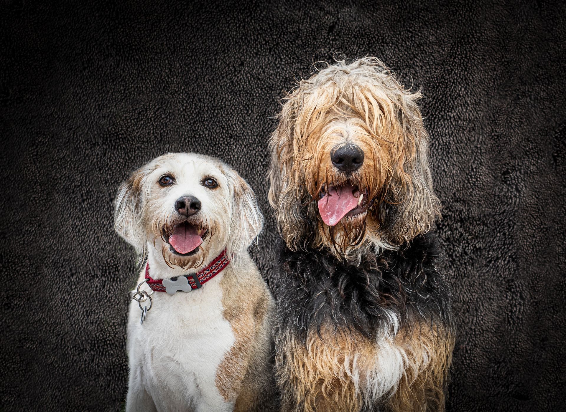 2 dogs looking at the camera on their portrait for pets photo session in co durham
