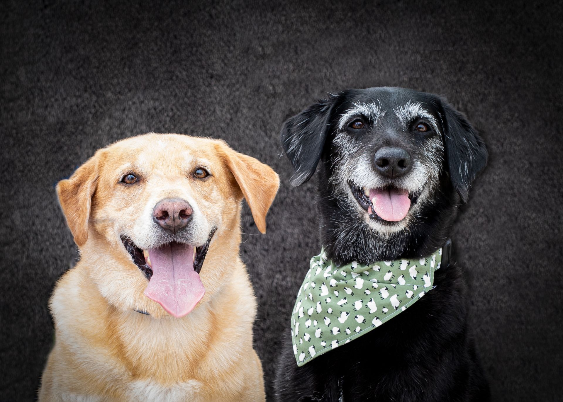 2 labradors head and shoulders image looking at the camera black labrador wearing a green bandana