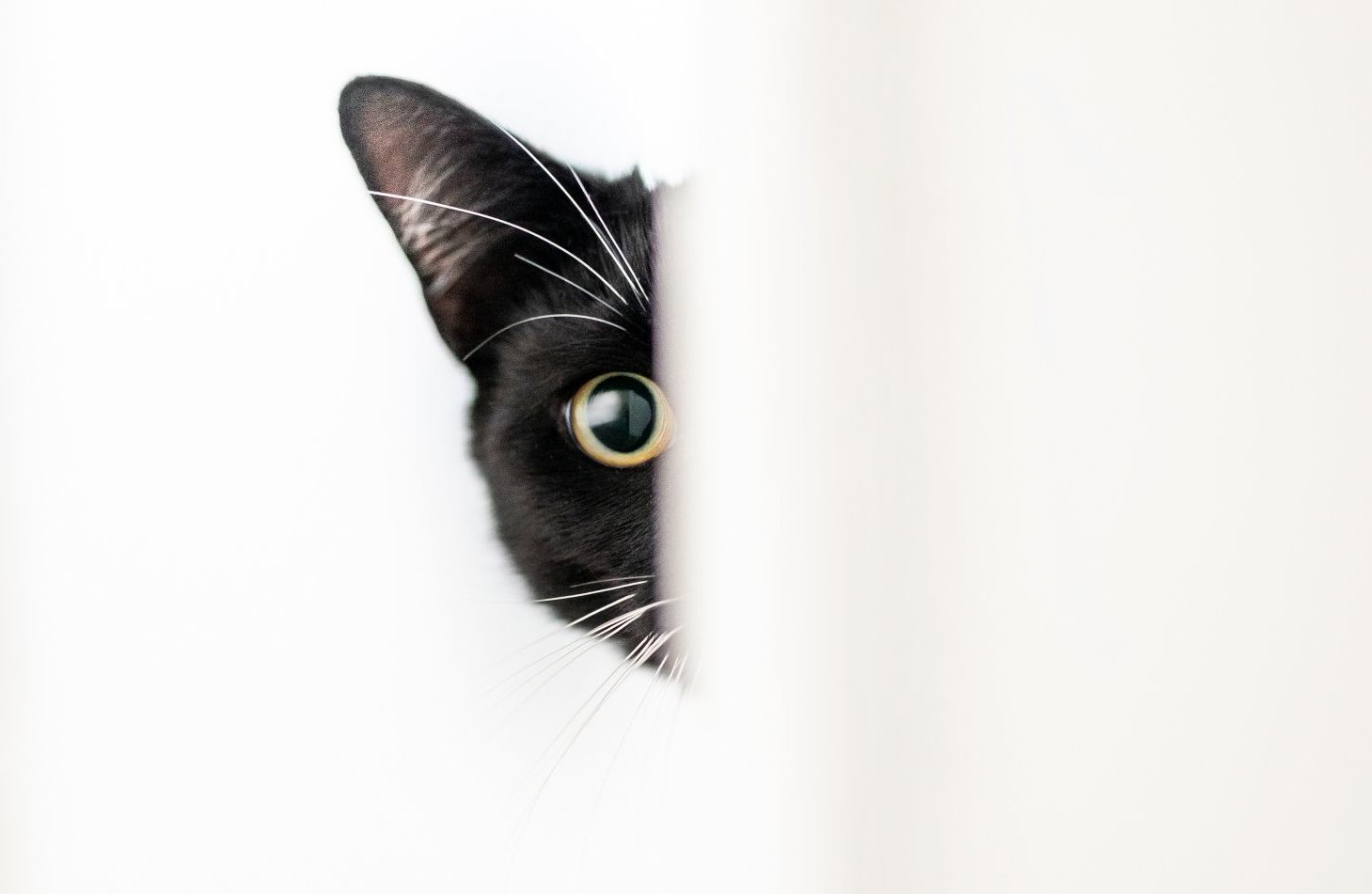 half a cats face peeping around a door looking at the camera on his photoshoot by kate mitford award winning darlington photographer