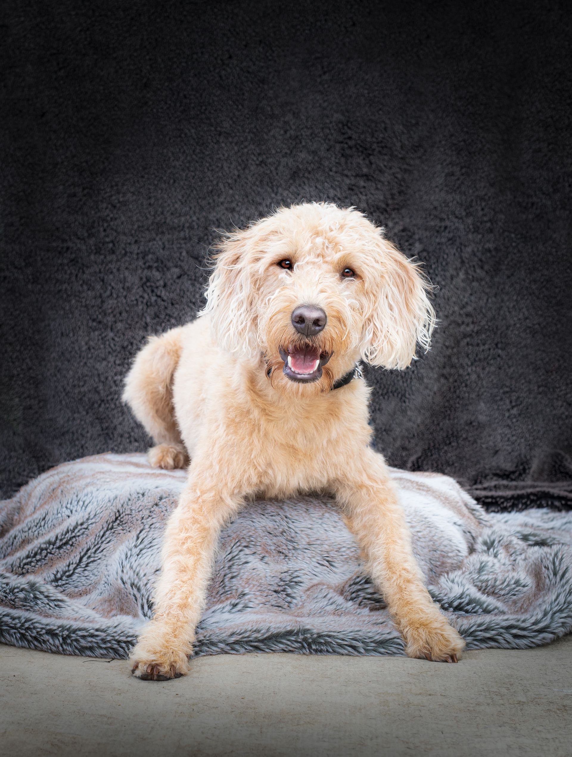 golden labradoodle looking at the camera laid down