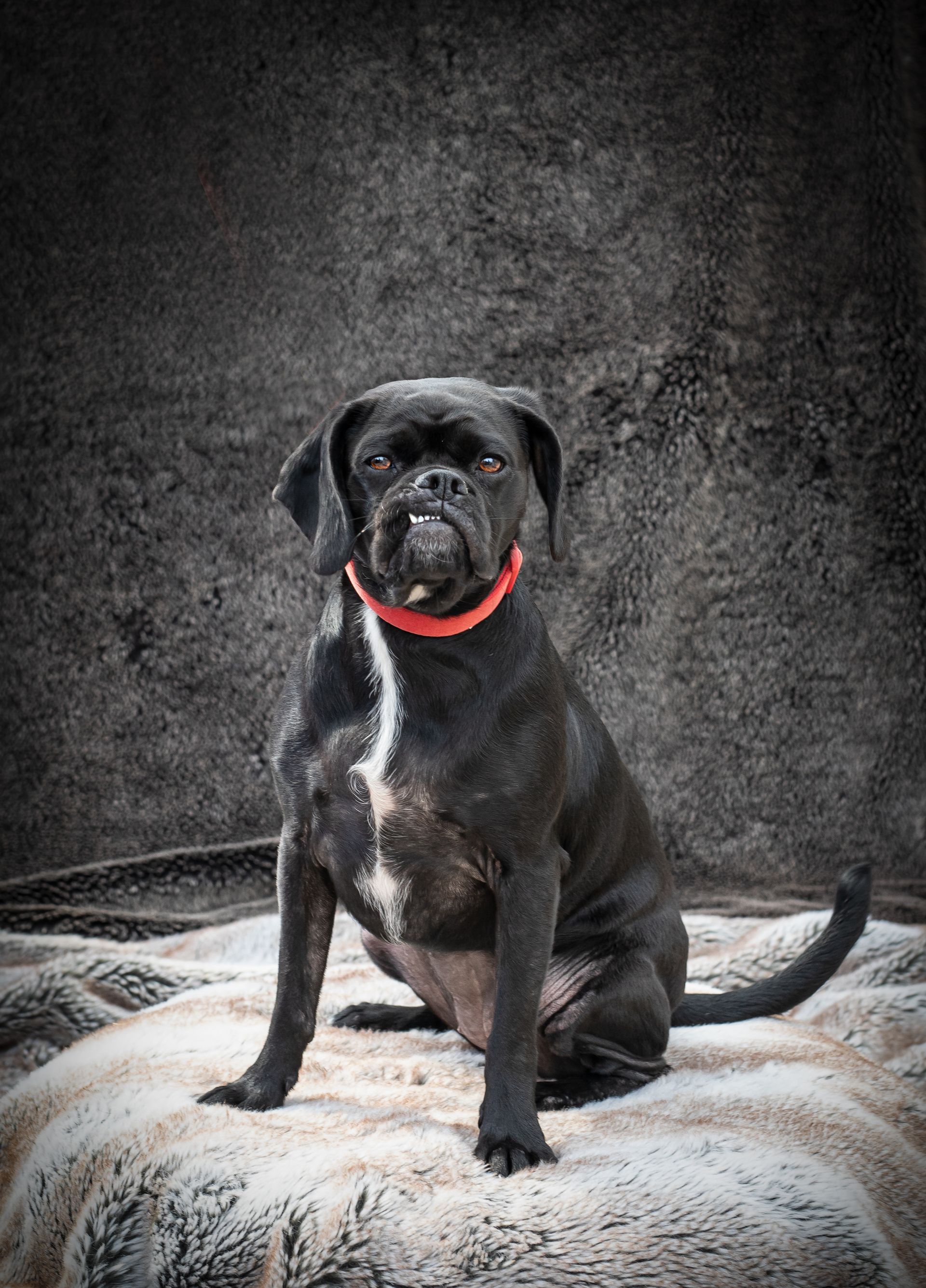 pug type dog showing one fang and looking at the camera on a dark studio backdrop