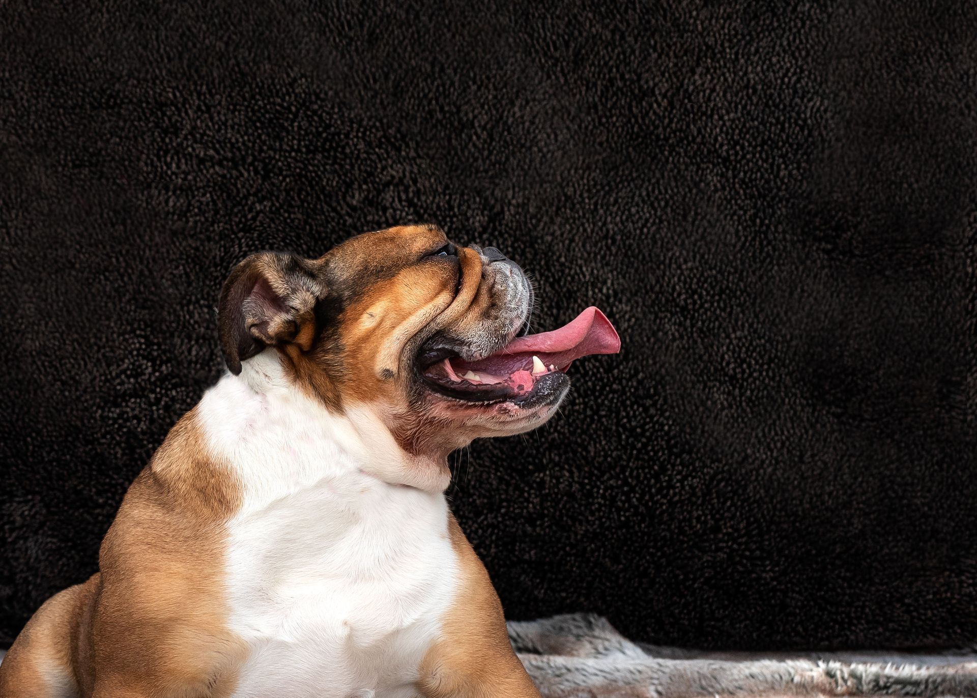 tan and white bull dog profile picture with tongue hanging out