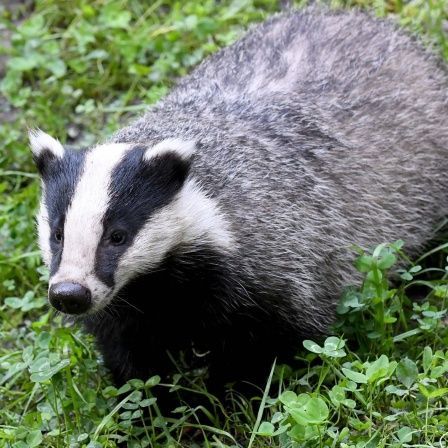 Bibergitter, Bibernetz, Wühltierschutz, Bibermatte , Ufersicherung, Dammsicherung, Deichsicherung, Wasserbau, IWT Verfahren, Dachsgitter