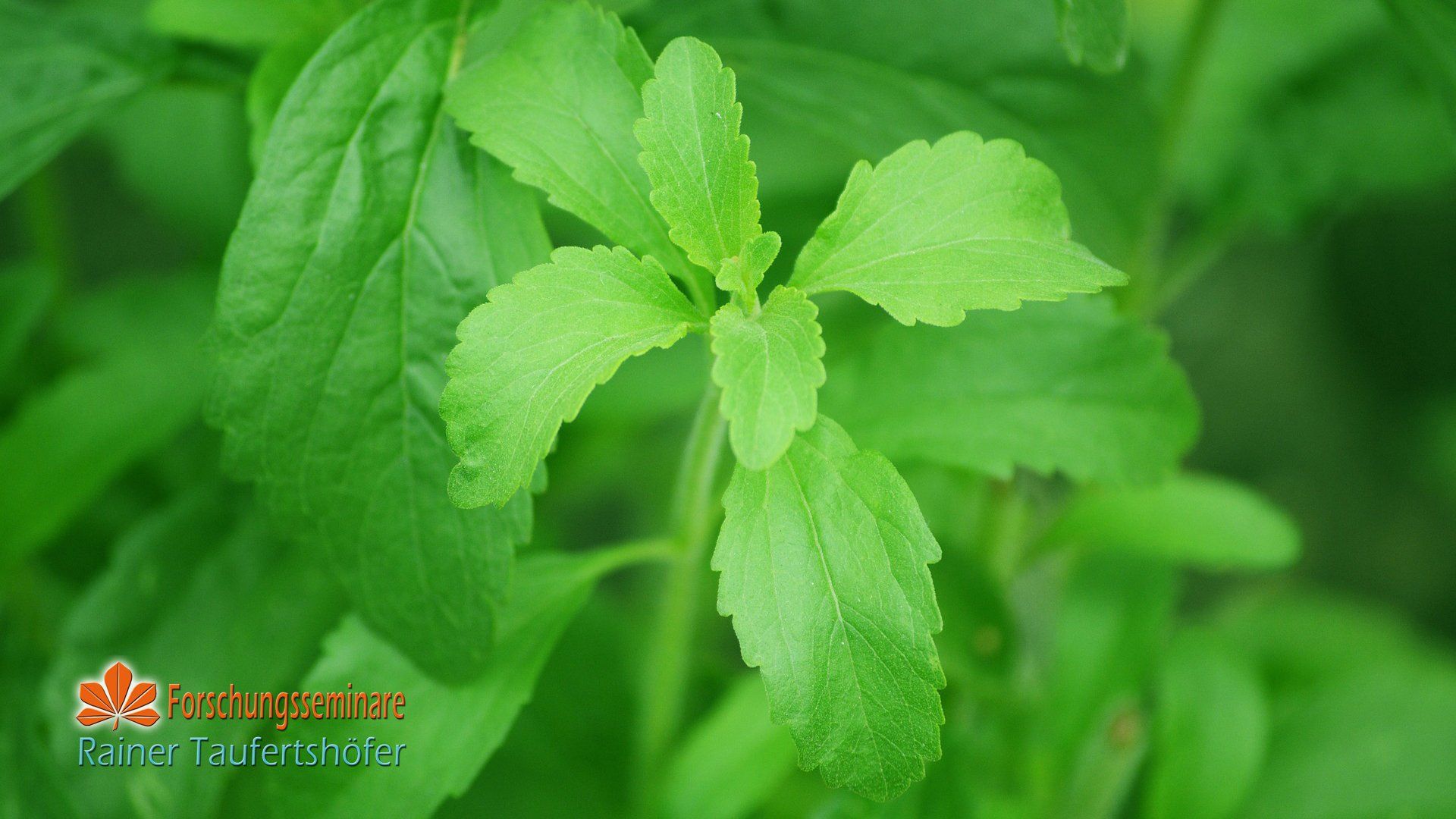 Stevia Chlordioxid-Lösung Stevia Chlordioxid-Lösung