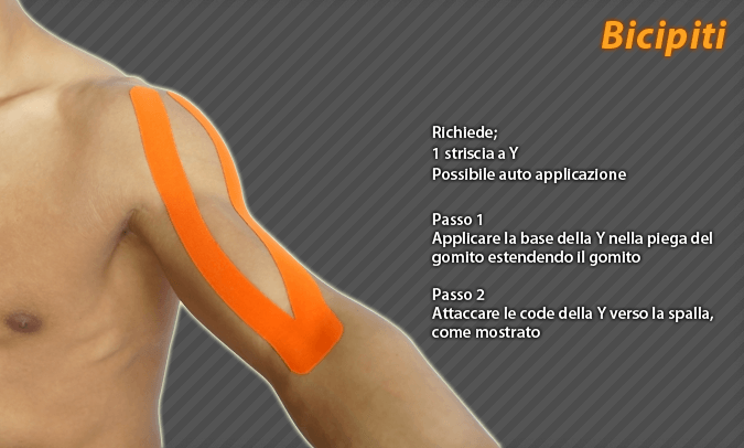 bicipiti
