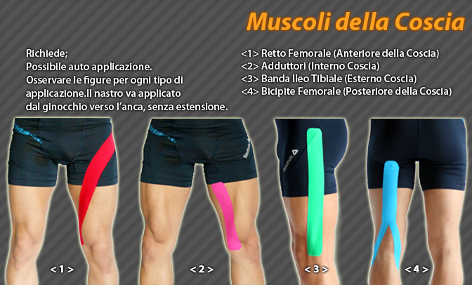 muscoli della coscia
