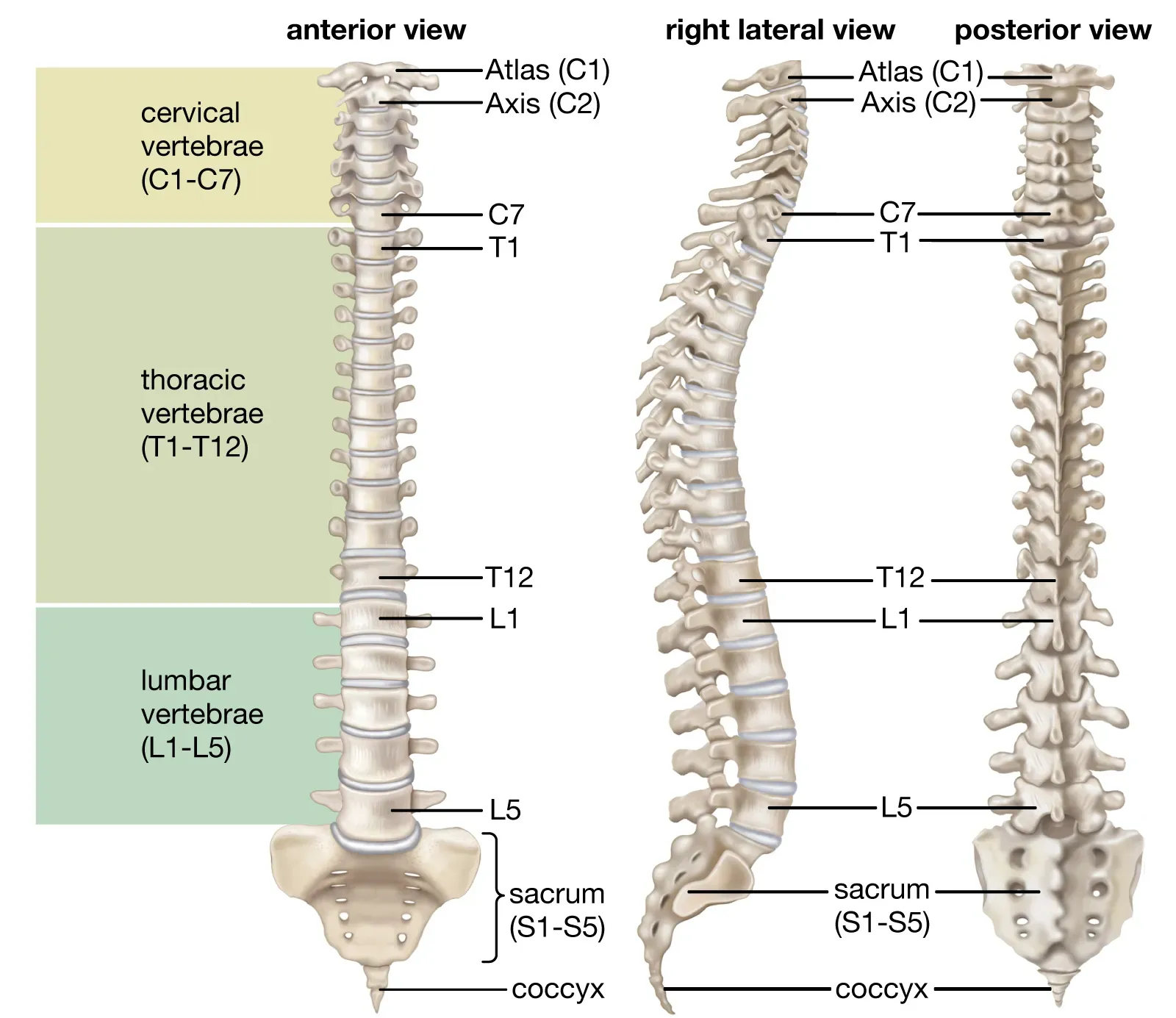 Colonna vertebrale con numerazione delle vertebre cervicali, dorsali, lombari, sacrali e coccigee.