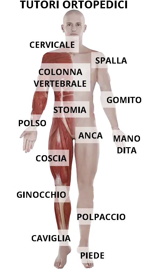 Clicca sull'immagine e visiona il tutore che ti serve. MAPPA DEI TUTORI