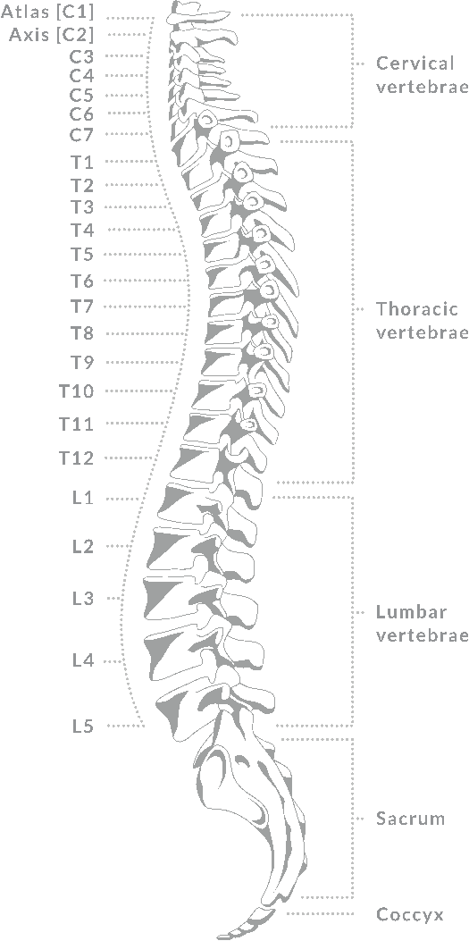 Schema anatomico della spina dorsale con nomi e numerazione delle vertebre.