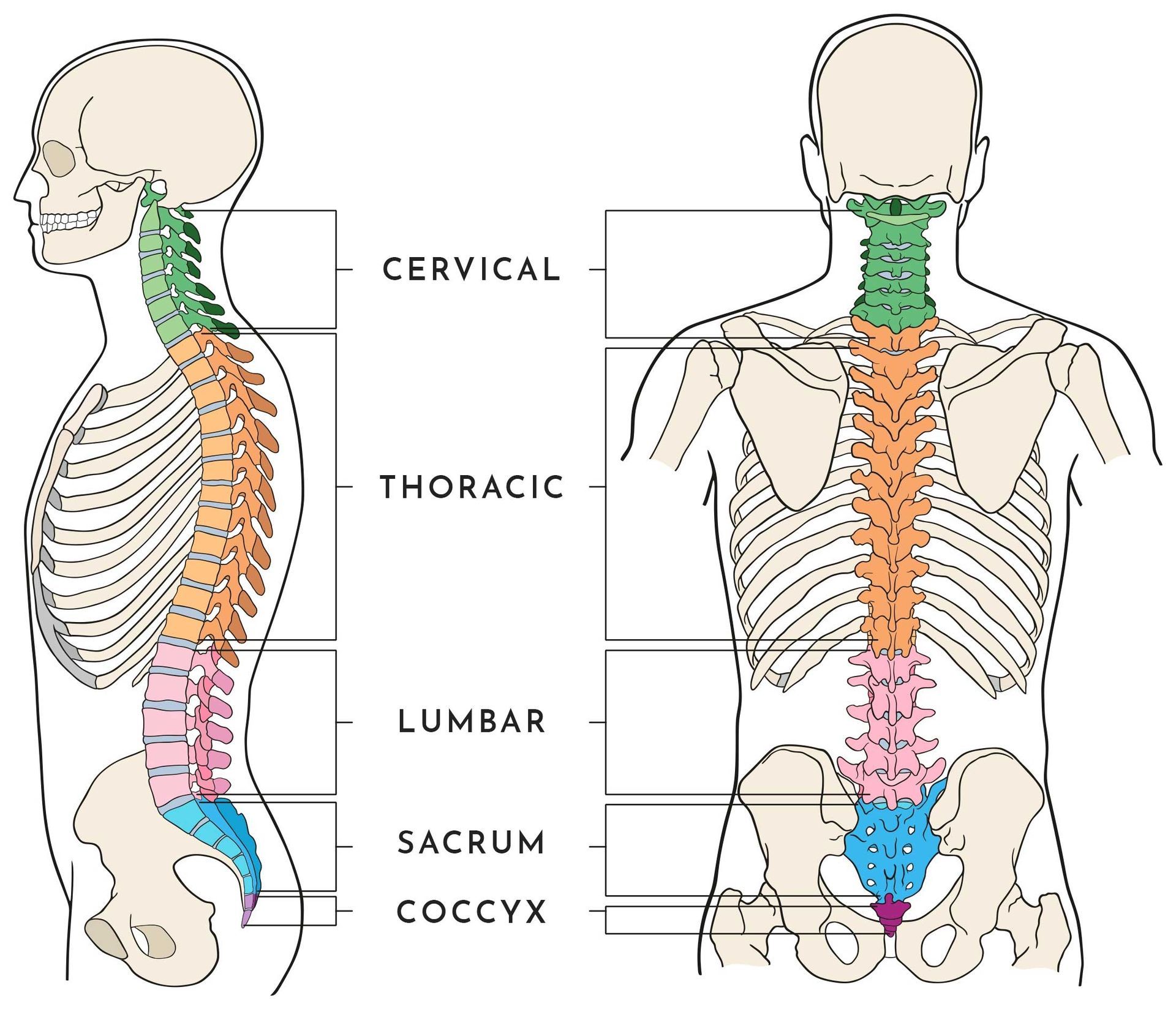 Immagine della colonna vertebrale completa: cervicale, toracica, lombare, sacrale e coccigea.