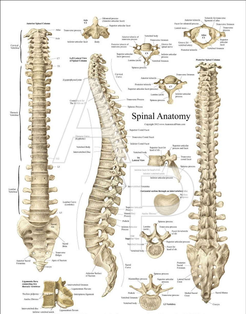 Foto illustrativa della colonna vertebrale con divisione in tratti e numerazione.