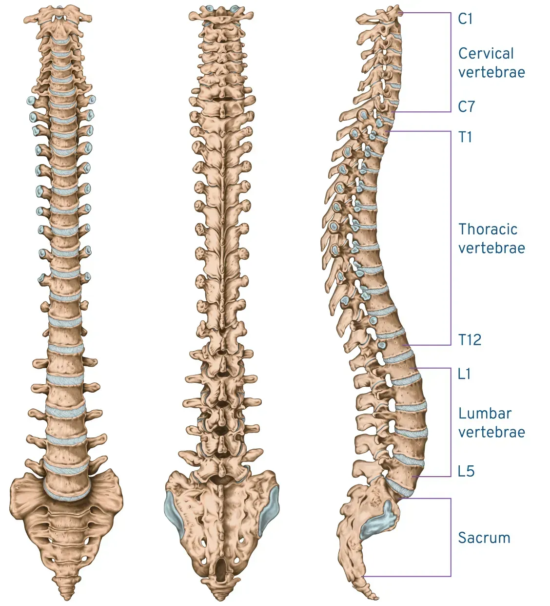 Schema medico della colonna vertebrale con le 33 vertebre numerate.