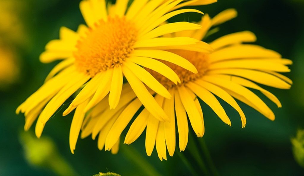 MACERATO DI FIORI DI ARNICA MONTANA