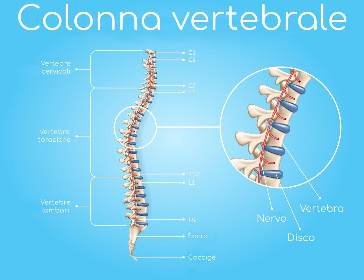 Struttura generale di una vertebra