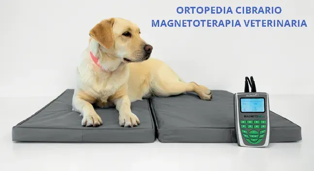 magnetoterapia per animali