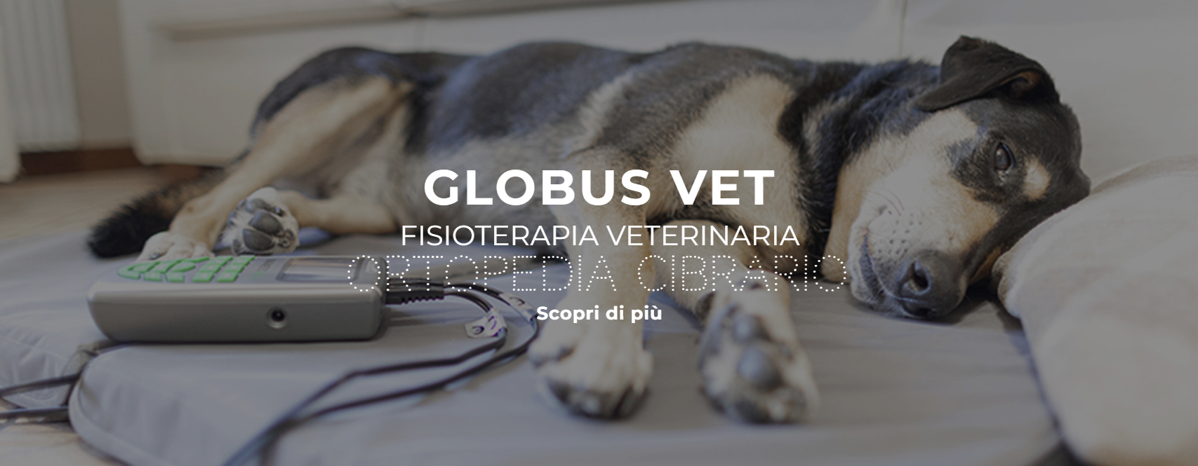 terapia veterinaria