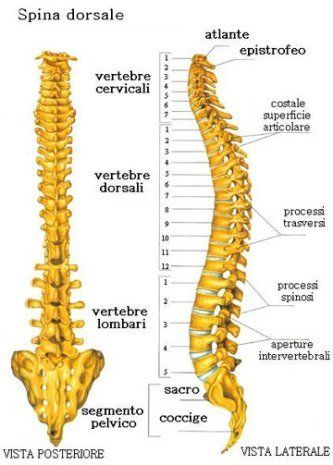 Suddivisione della colonna vertebrale