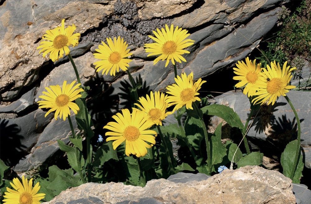 ARNICA 99%
ARNICA CAVALLI