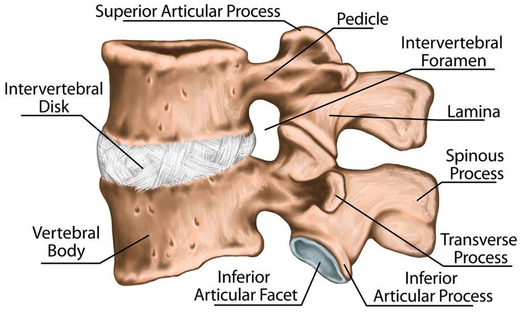 Struttura generale di una vertebra