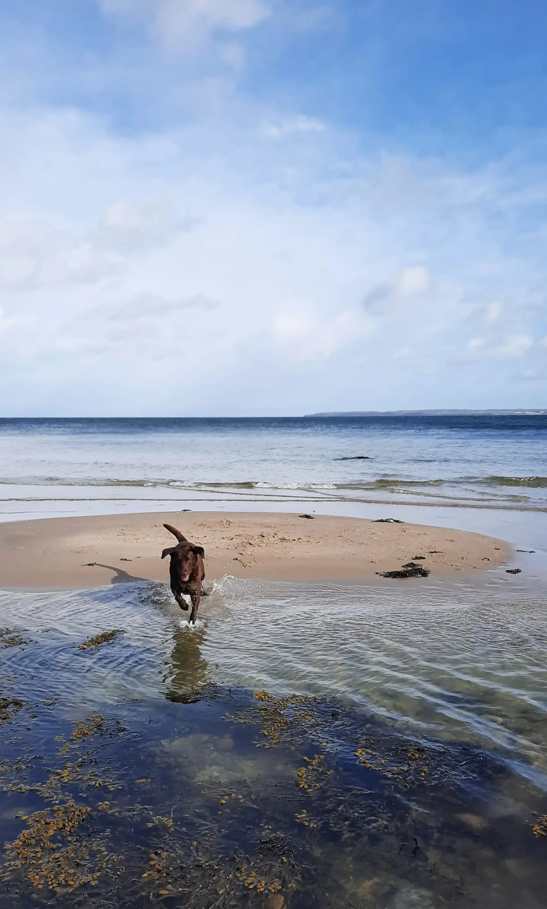 Brauner Labrador an der Ostsee – Campingplatz an der Ostsee, Ostseecamp Lehmberg