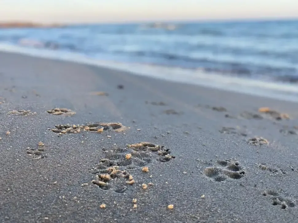 Hundespuren im Sand an der Ostsee – Camping mit Hund an der Ostsee, Ostseecamp Lehmberg