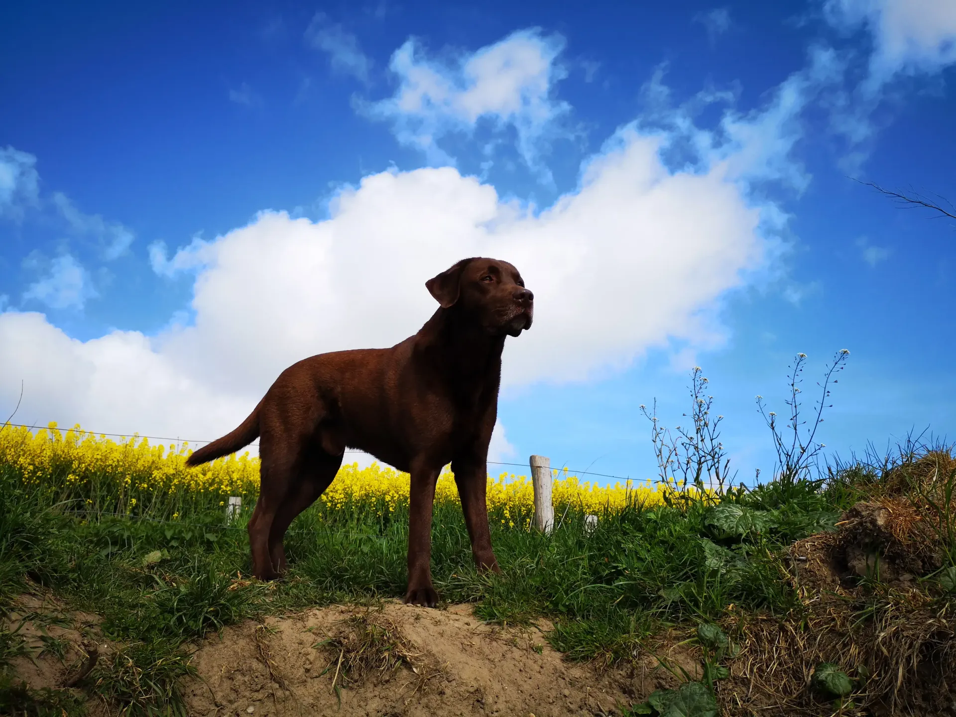 Brauner Labrador an der Steilküste in Waabs mit Raps und blauem Himmel im Hintergrund. Camping mit Hund an der Ostsee