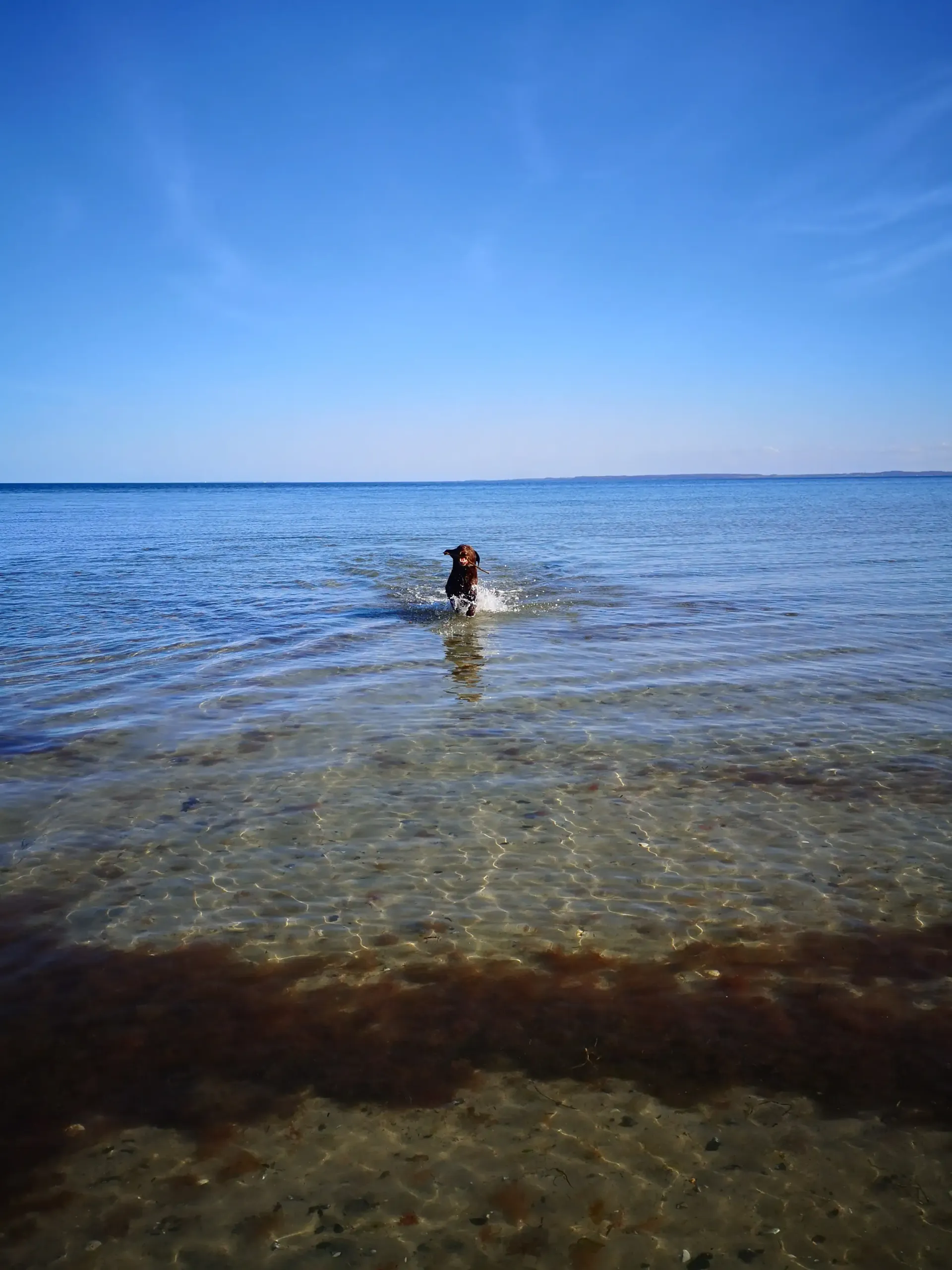 Camping mit Hund an der Ostsee – Ostseecamp Lehmberg