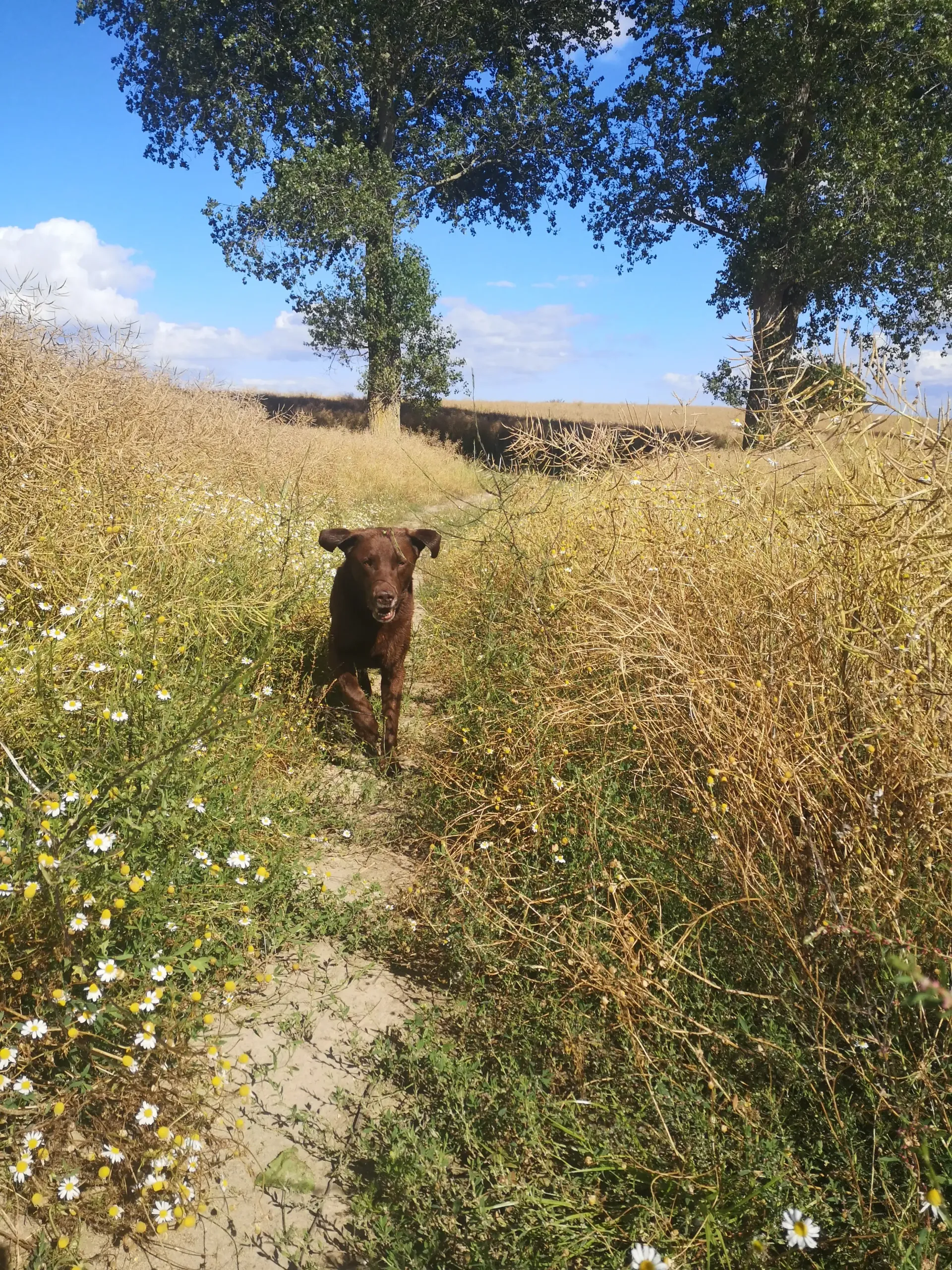 Labrador an der Ostsee in Waabs – Campingplatz an der Ostsee