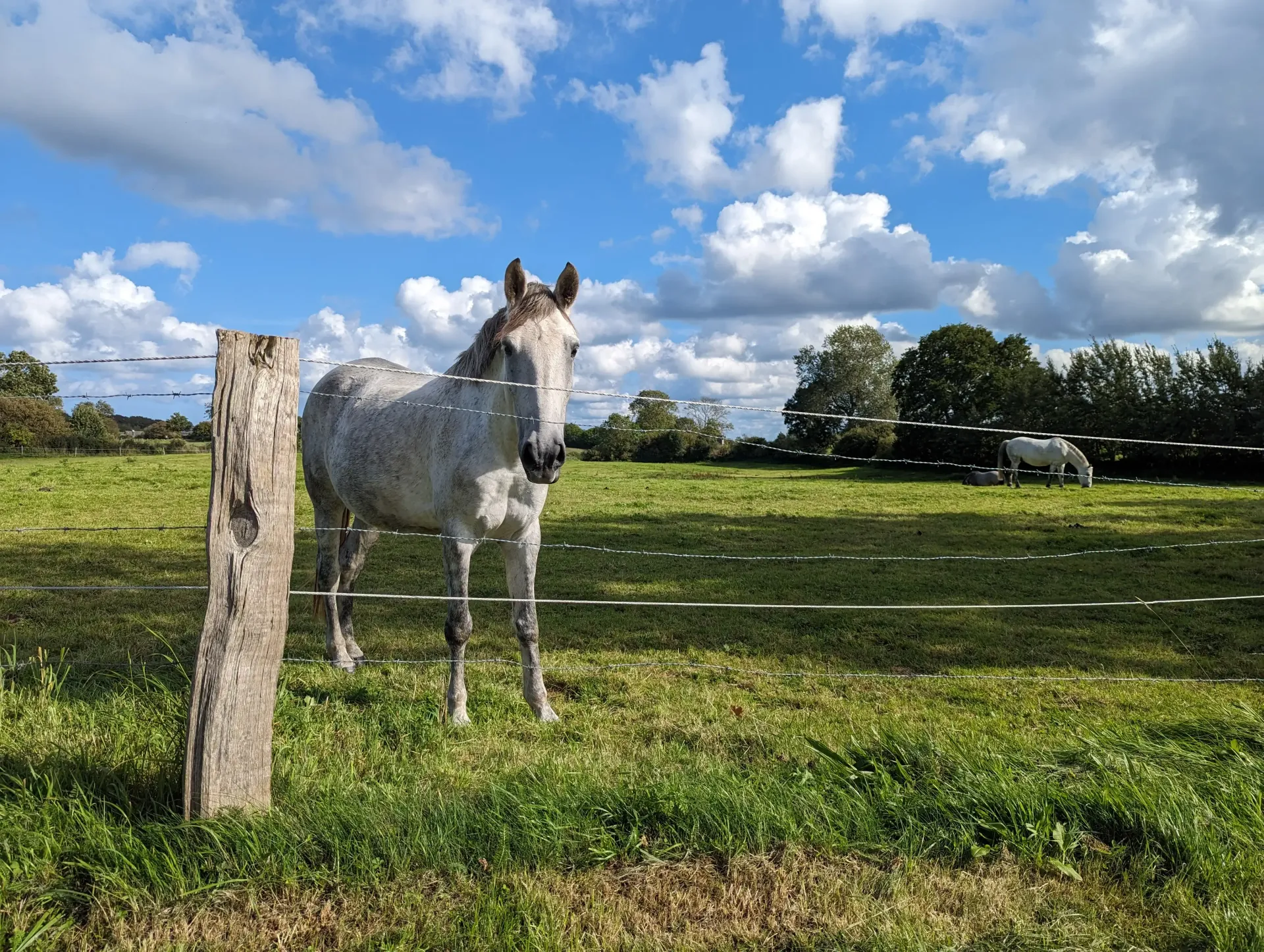 Ein Pferd in der Nähe von Ostseecamp Lehmberg, in Waabs. Einem Campingplatz an der Ostsee in Schleswig-Holstein.