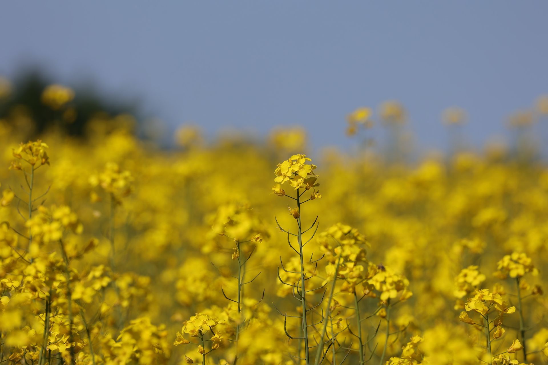 Rapsblüte am Ostseecamp Lehmberg - dem Campingplatz an der Ostsee in Schleswig-Holstein. Foto: Jack Blueberry/Unsplash
