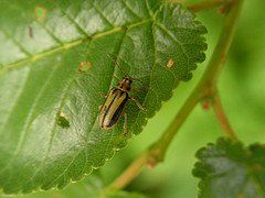Orugas pulgones cochinillas