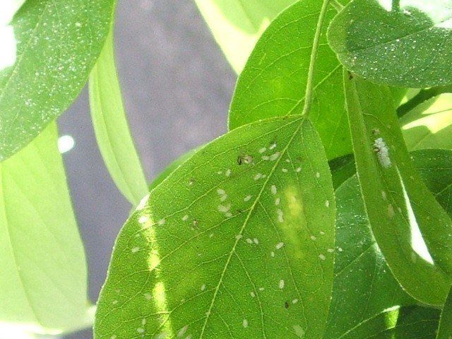 Mosca Blanca Mosca Blanca
