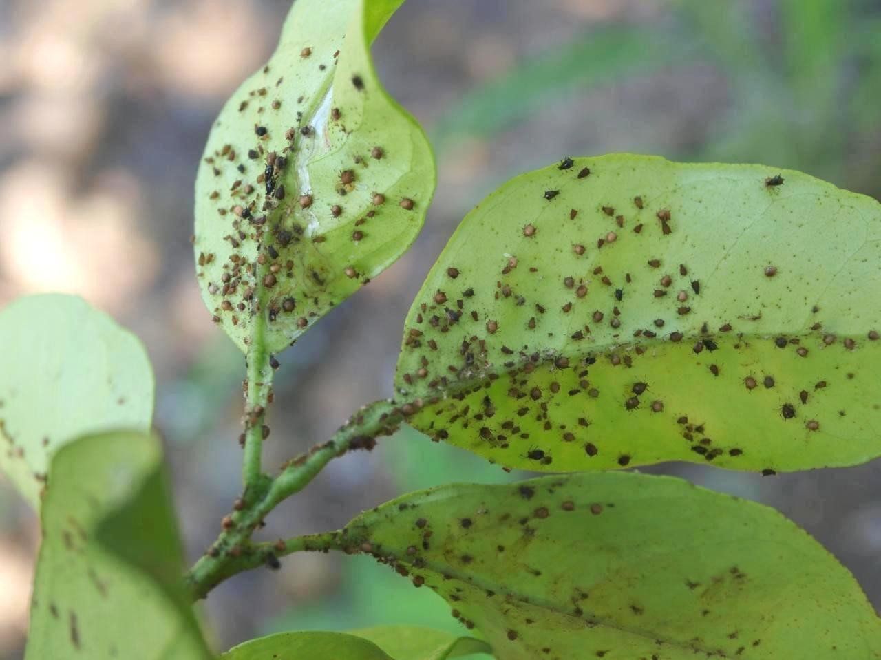 Plaga Pulgones en Madrid Toledo