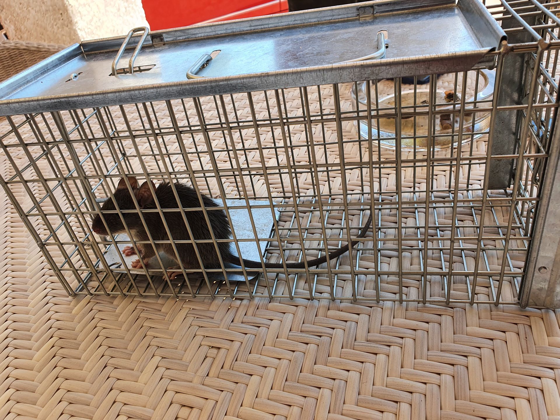 Captura de ratas en jaula