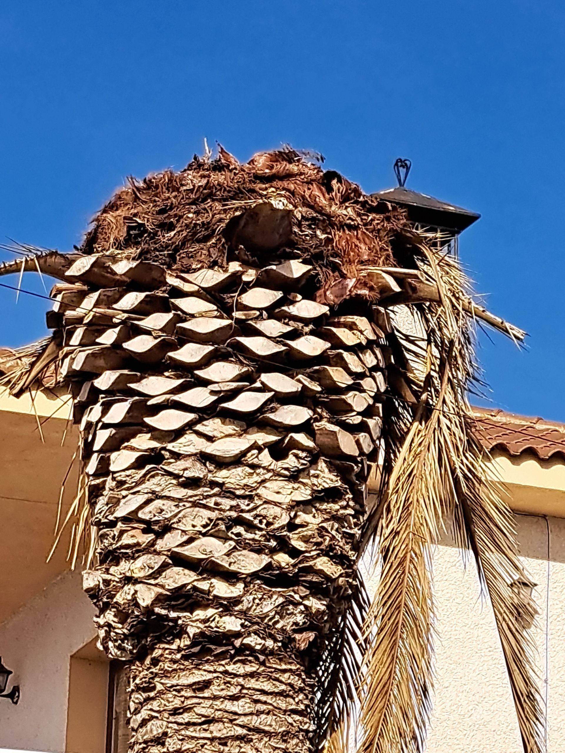 Palmera devorada por Picudo Rojo