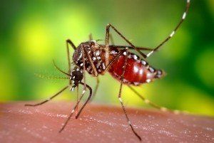 Eliminar mosquitos en Madrid Toledo