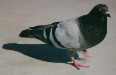 Control de aves