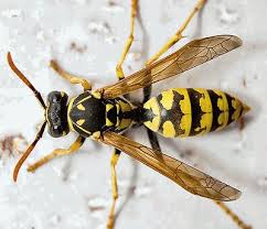 Desinsectación avispas moscas mosquitos