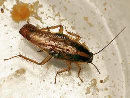 Desinsectación cucarachas hormigas chinches