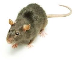 Raton en Toledo y Madrid