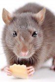 eliminar ratas y ratones