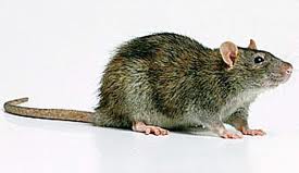 Rata negra en Toledo y Madrid