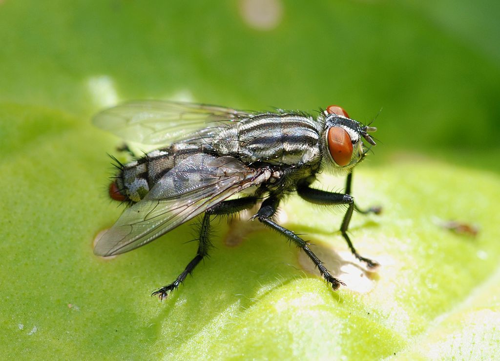 Eliminar moscas en Madrid Toledo