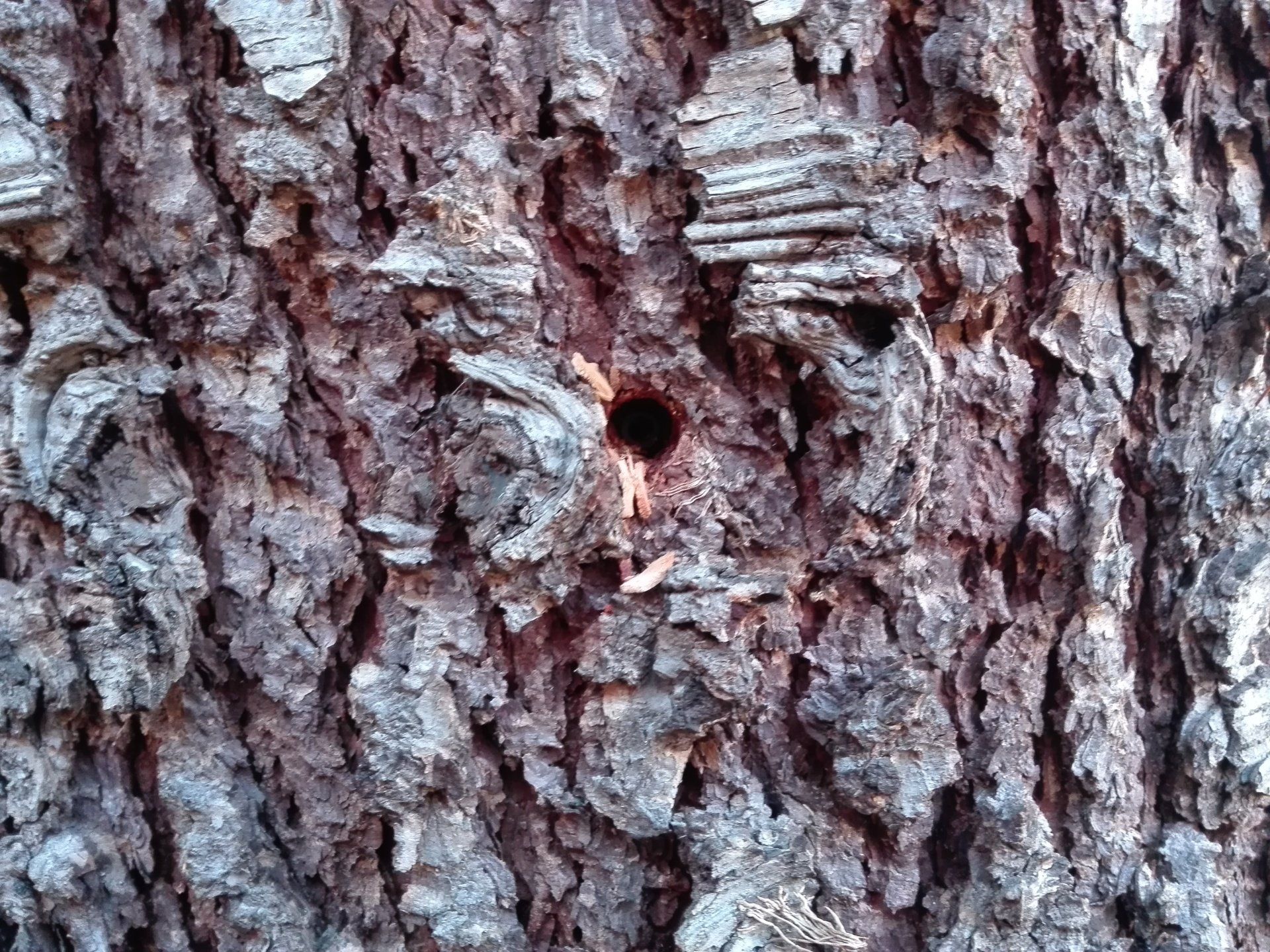 Empresa de Endoterapia Madrid Toledo