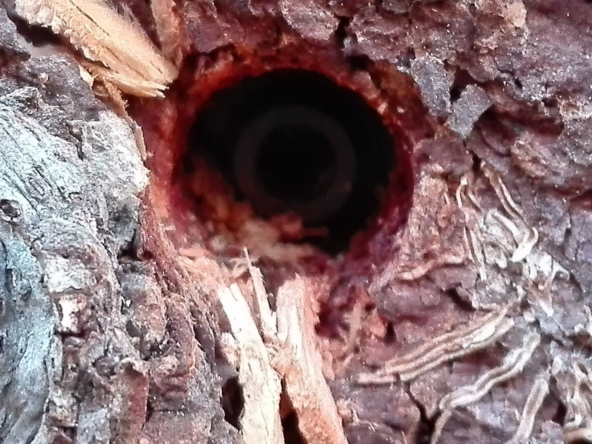 Endoterapia arbórea por Biocidas control de plagas