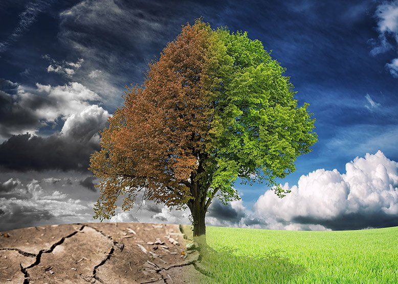 Enfermedades de las plantas