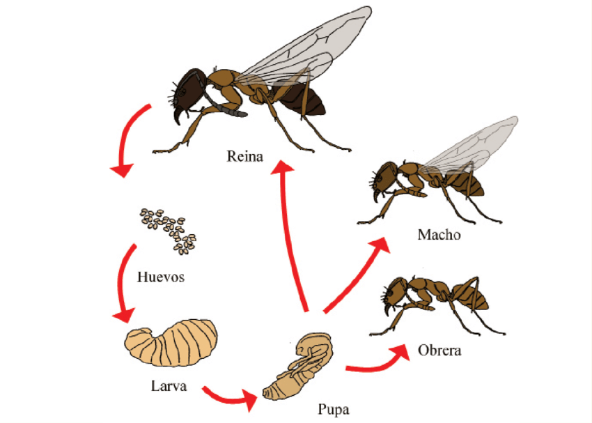 Ciclo biológico de hormigas en Madrid Y Toledo